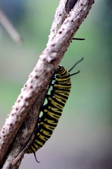 Danaus erippus