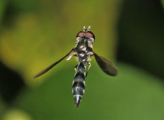 Pelecinobaccha costata