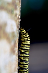 Danaus erippus