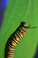 Danaus erippus