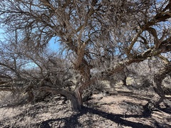 Geoffroea decorticans
