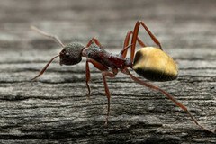 Dolichoderus extensispinus