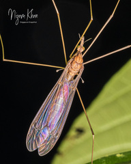 Megistocera
