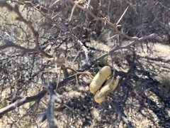 Geoffroea decorticans