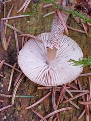 Cystoderma carcharias