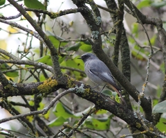 Phoenicurus ochruros gibraltariensis