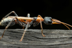 Myrmecia nigrocincta