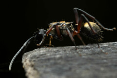 Polyrhachis rufifemur