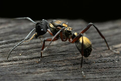 Polyrhachis rufifemur