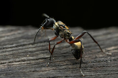 Polyrhachis rufifemur