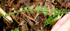 Asplenium flabellifolium