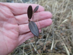 Rhododendron dauricum