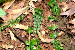 Asplenium flabellifolium