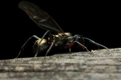 Polyrhachis rufifemur