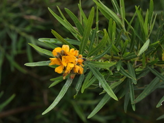 Callistachys lanceolata