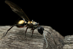 Polyrhachis rufifemur