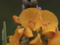 Callistachys lanceolata