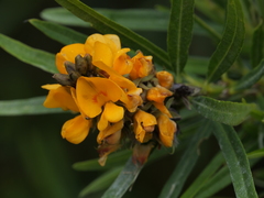 Callistachys lanceolata