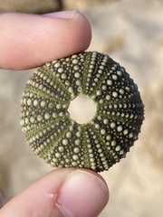 Psammechinus miliaris
