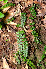 Asplenium flabellifolium