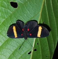 Melanis electron