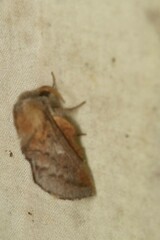 Phyllodesma americana