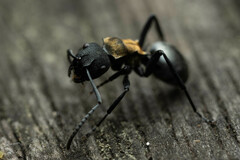 Polyrhachis ornata