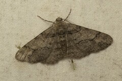 Iridopsis vellivolata