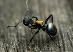 Polyrhachis ornata