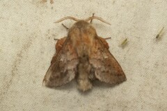 Phyllodesma americana