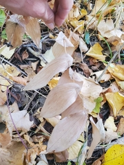 Uvularia grandiflora