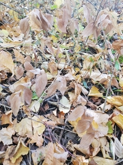 Uvularia grandiflora