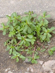 Portulaca oleracea