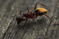 Dolichoderus extensispinus