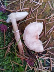 Cystoderma carcharias