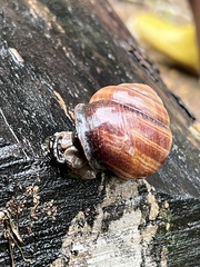 Sphaerospira fraseri