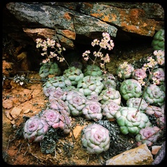 Crassula orbicularis