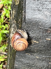 Sphaerospira fraseri