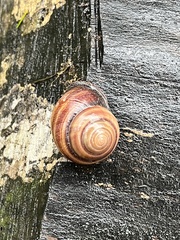 Sphaerospira fraseri