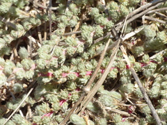 Camphorosma monspeliaca