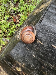 Sphaerospira fraseri