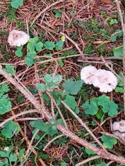 Cystoderma carcharias