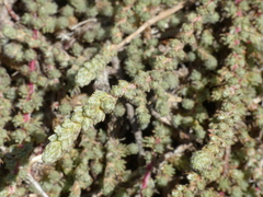 Camphorosma monspeliaca