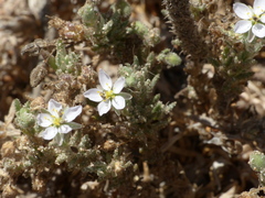 Spergularia macrorrhiza