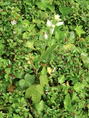 Cephalanthera damasonium