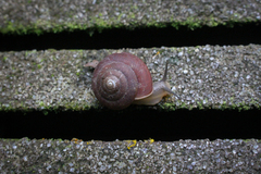 Quantula striata