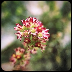 Crassula orbicularis