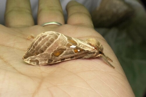 Silver-spotted Ghost Moth photo 3