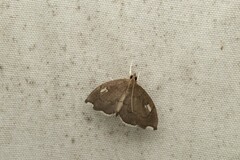 Perispasta caeculalis