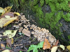 Basidiomycota